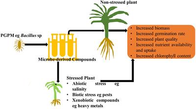 Microbial Derived Compounds, a Step Toward Enhancing Microbial Inoculants Technology for Sustainable Agriculture